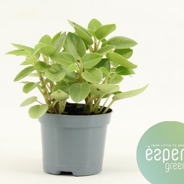 Peperomia 'Pixie Variegated'