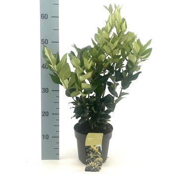 Ligustrum lucidum