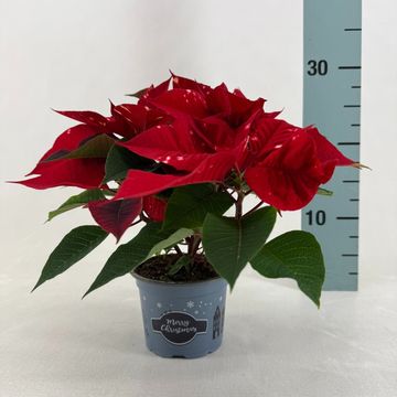 Euphorbia pulcherrima FANTASY STAR RED