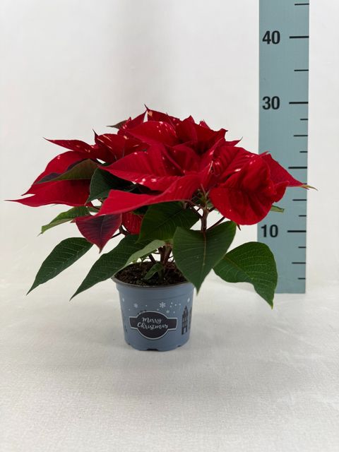 Euphorbia pulcherrima FANTASY STAR RED