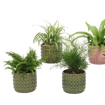 Houseplants MIX