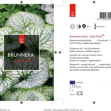 Brunnera macrophylla 'Jack Frost'