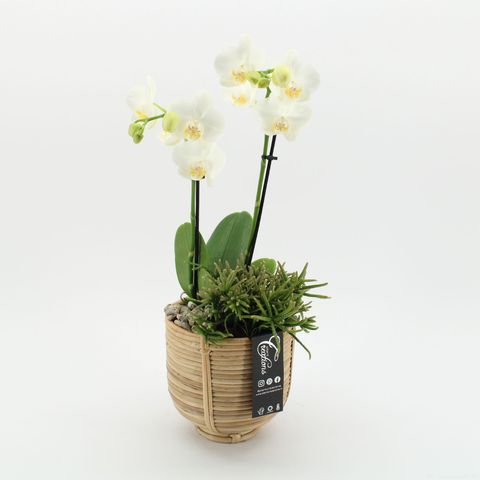 Arrangement Phalaenopsis