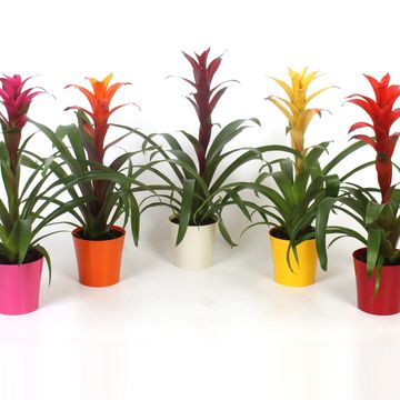 Guzmania MIX