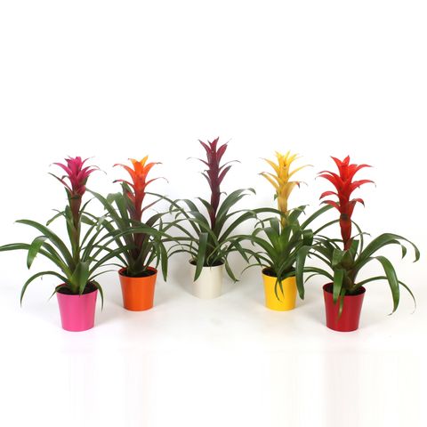 Guzmania MIX