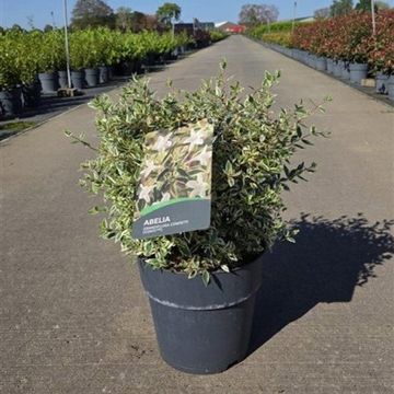 Abelia x grandiflora CONFETTI