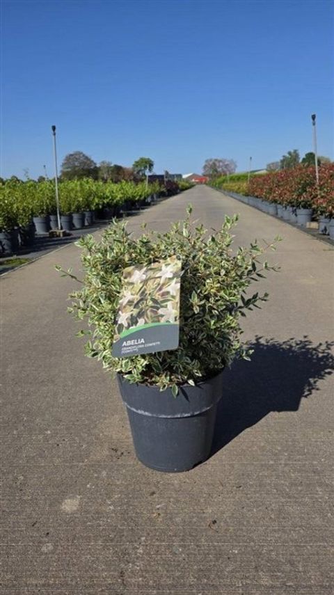 Abelia x grandiflora CONFETTI