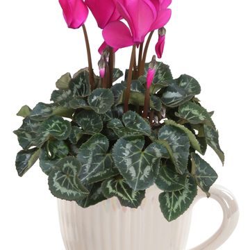 Cyclamen persicum SUPER SERIE S ALLURE MIX