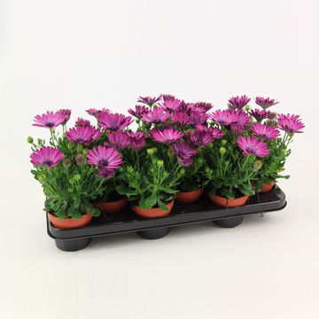 Osteospermum MARGARITA PINK FLARE