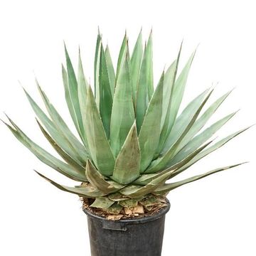 Agave triangularis