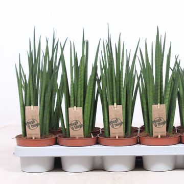 Sansevieria bacularis 'Mikado'
