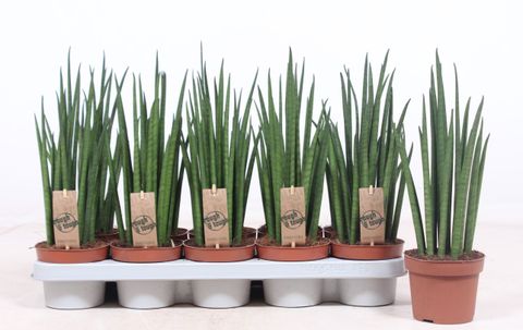 Sansevieria bacularis 'Mikado'