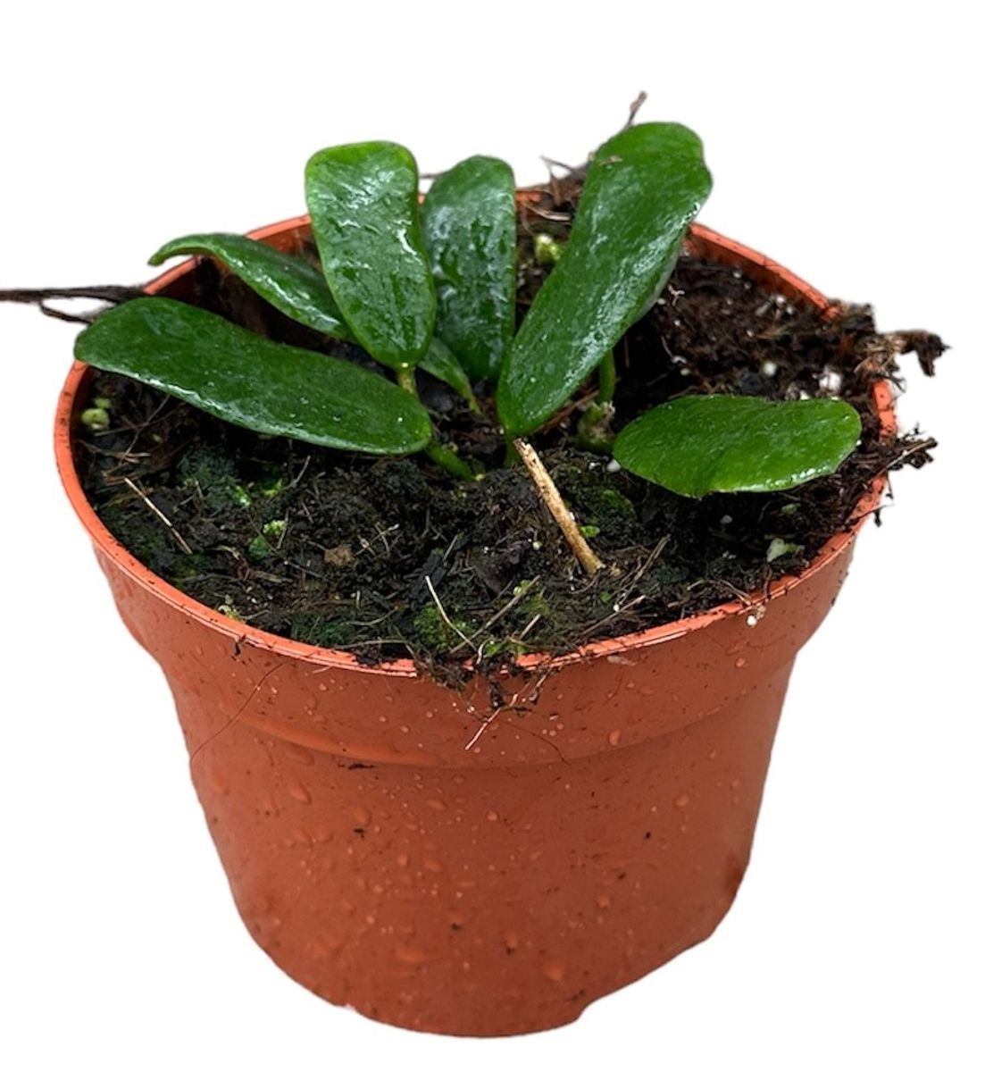 Hoya rotundiflora — Plant Wholesale FlorAccess