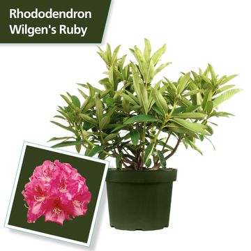 Rhododendron 'Wilgen's Ruby'