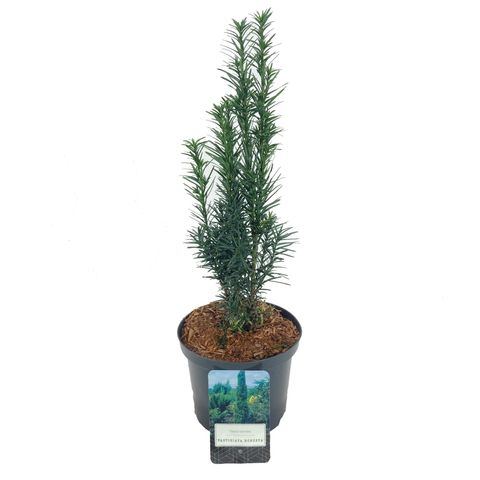 Taxus baccata 'Фастигиата Робуста'