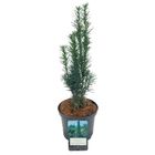 Taxus baccata 'Фастигиата Робуста'