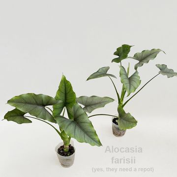 Alocasia farisii