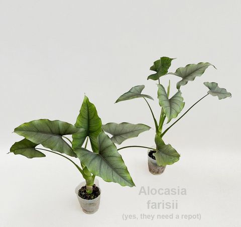 Alocasia farisii