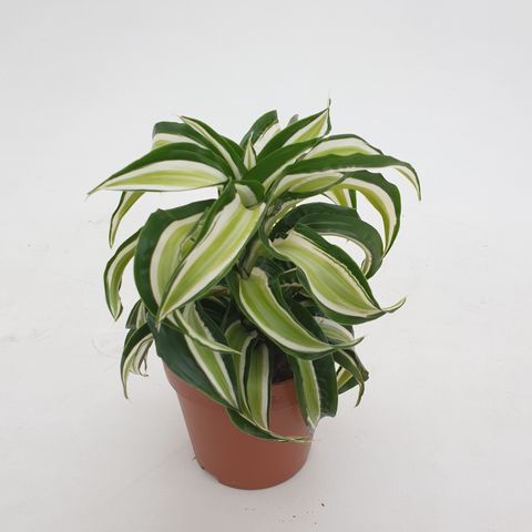 Dracaena fragrans 'Malaika Curly'