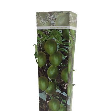 Citrus x aurantiifolia