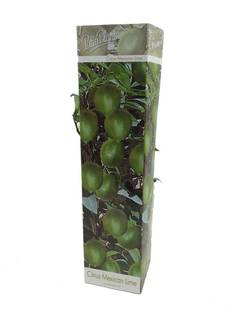 Citrus x aurantiifolia