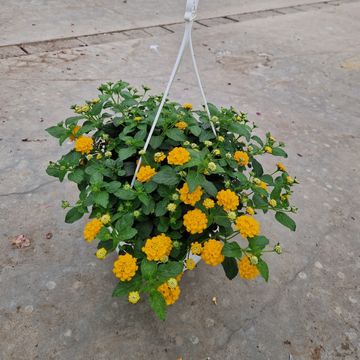 Lantana camara