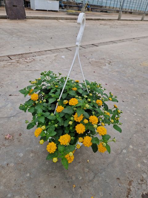 Lantana camara