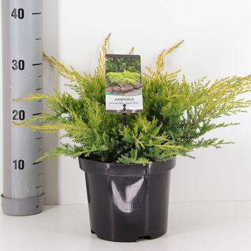 Juniperus x pfitzeriana 'Gold Star'