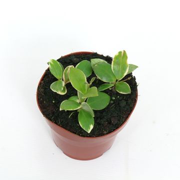 Hoya heuschkeliana 'Variegata'