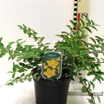 Hypericum x moserianum