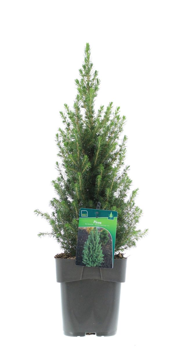 Picea glauca PERFECTA — Plant Wholesale FlorAccess