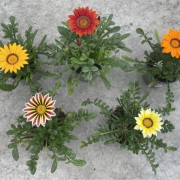 Gazania rigens MIX