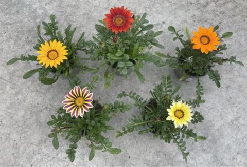 Gazania rigens MIX