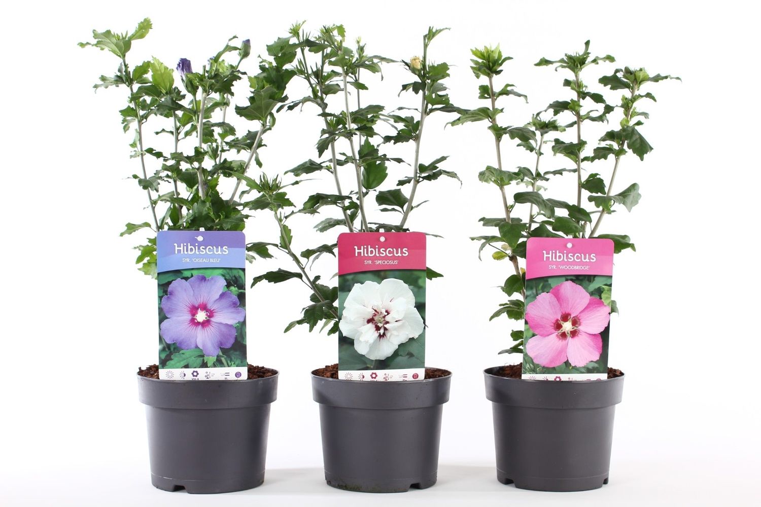 100 Graines D'Hibiscus Syriacus (Althéa) - Mélange De Couleurs