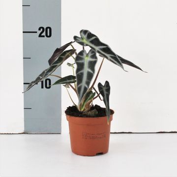 Alocasie BAMBINO ARROW