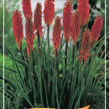 Kniphofia MIX
