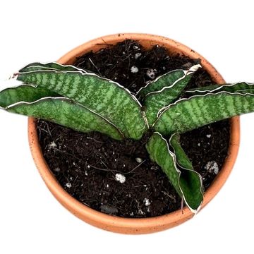Sansevieria 'Marsha Anjani'
