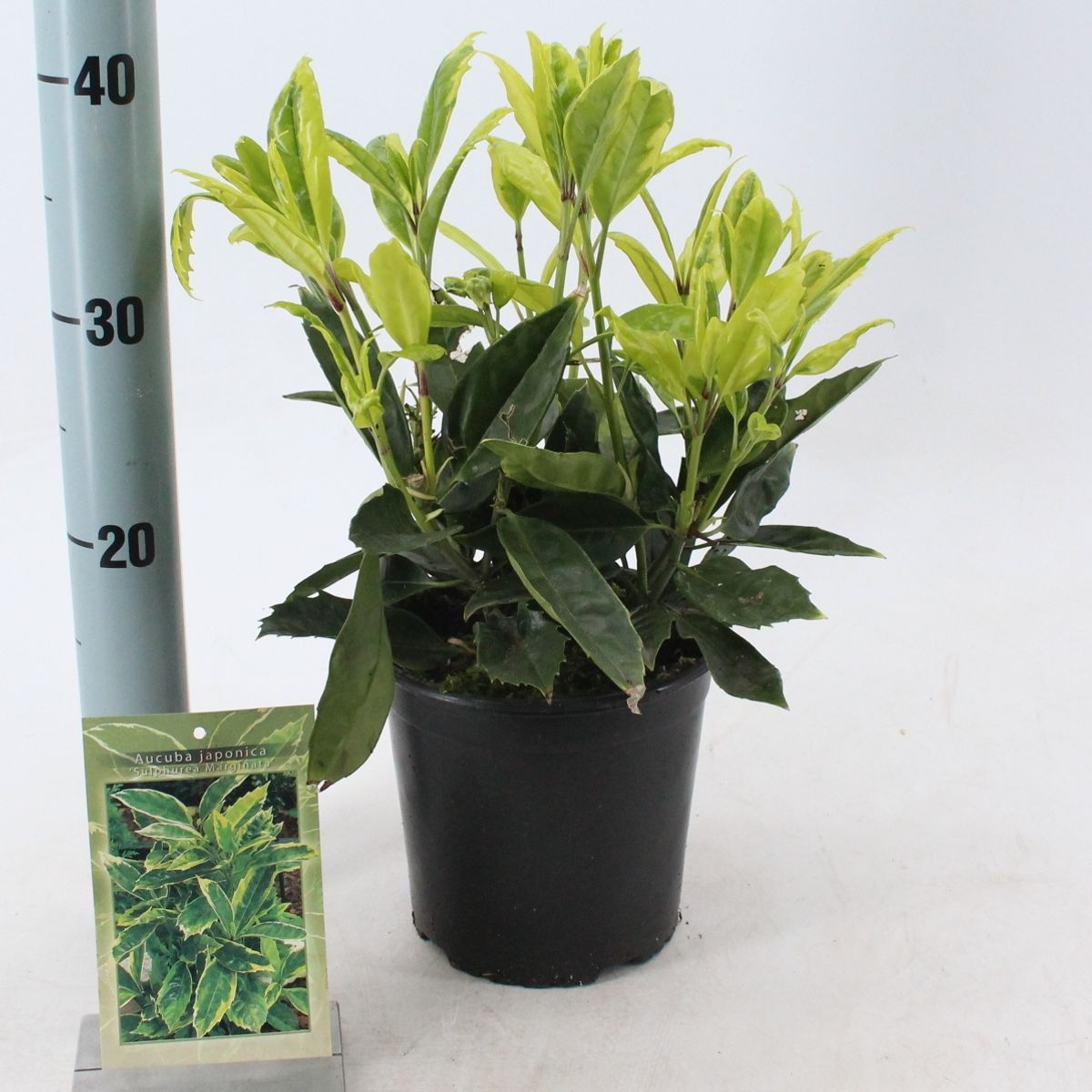 Aucuba japonica 'Sulphurea Marginata'  Grossiste en Plantes FlorAccess