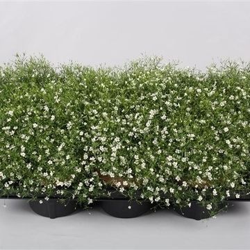 Gypsophila muralis FLEUR WHITE