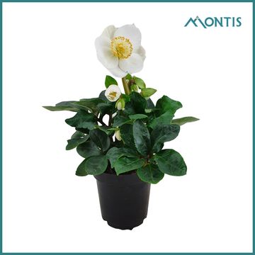 Helleborus niger 'Christmas Carol'