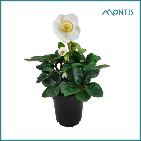 Helleborus niger 'Christmas Carol'