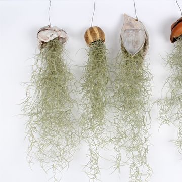 Tillandsia usneoides