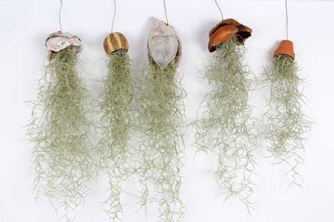 Tillandsia usneoides