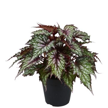 Begonia JUNGLE WONDER TRICOLORE