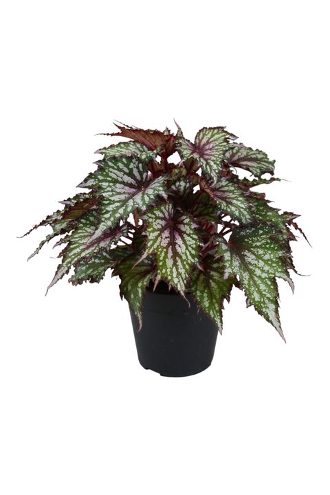 Begonia JUNGLE WONDER TRICOLORE