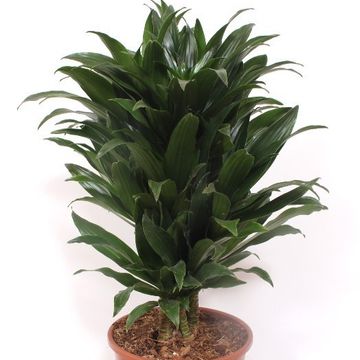 Dracaena fragrans 'Compacta'