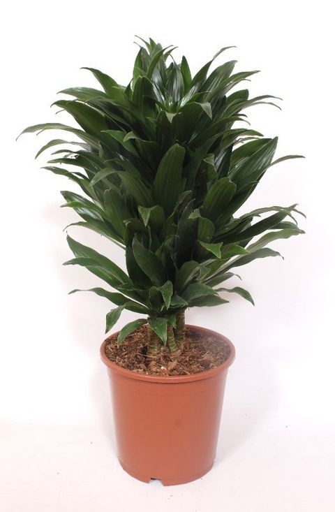 Dracaena fragrans 'Compacta'