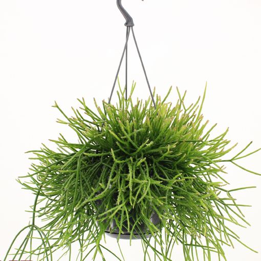 Rhipsalis pulchra