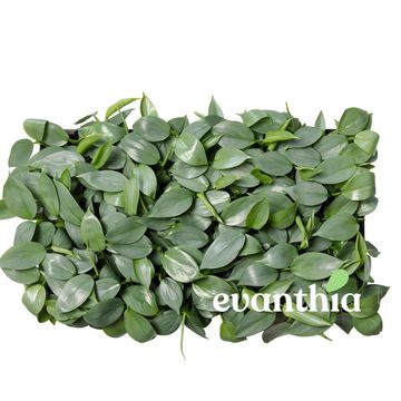 Filodendron hastatum