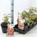 Rosa FLORIANA